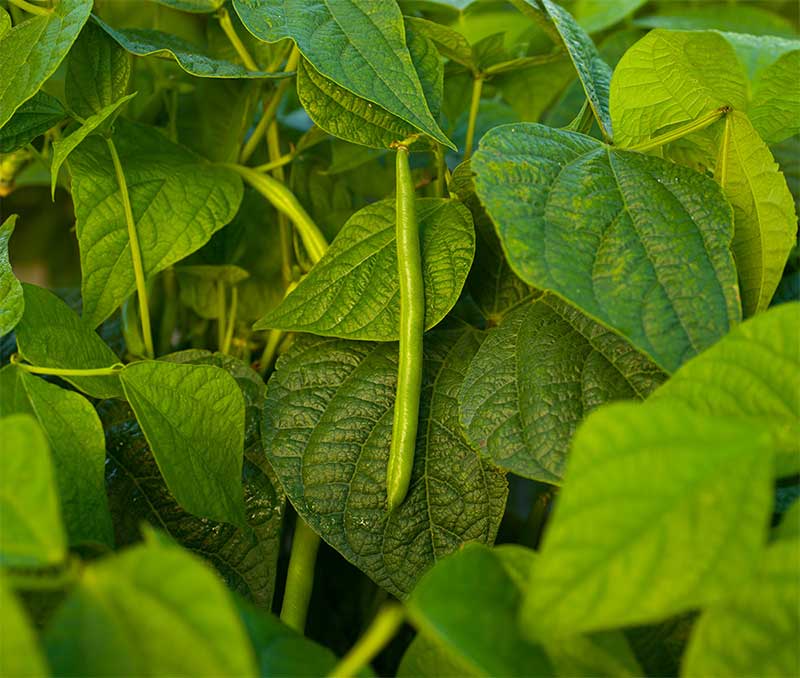 Green Beans Plant